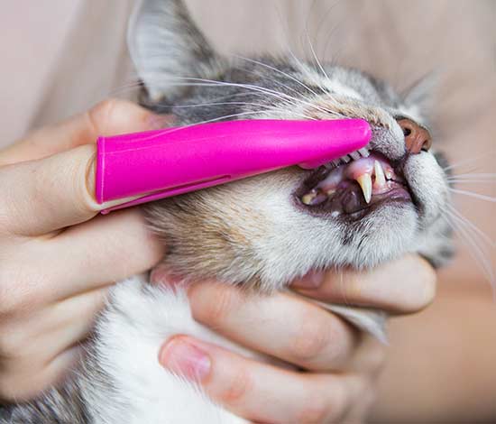 odontología veterinaria gatos
