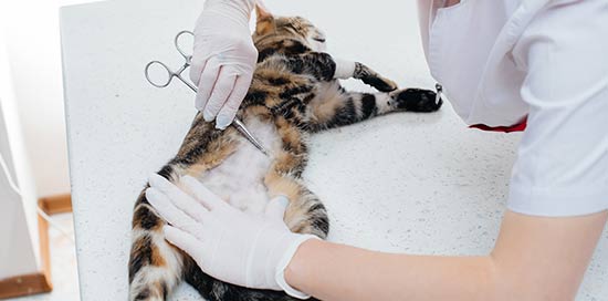 esterilización mascotas madrid