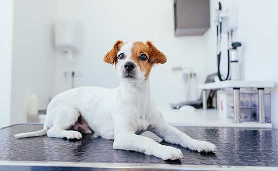 esterilización perros madrid