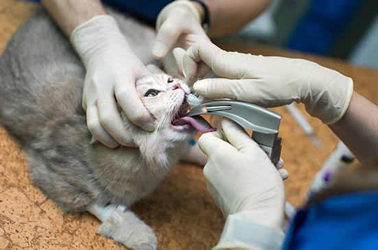 odontología veterinaria